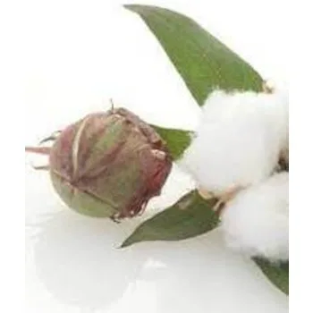 High quality Organic Cotton Seed for sale  / Cotton seed meal/ cotton seed hull wholesale