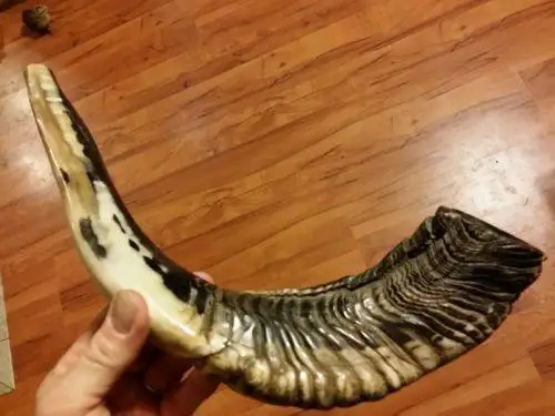 Natural Ram Horn Shofar for Blowing and Religious purpose Kosher Shofar Polished Made in Israel Kudu Horn