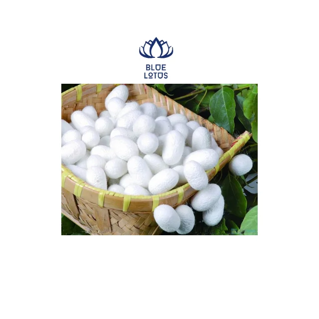 Кокон-червь Лучшая цена на экспорт