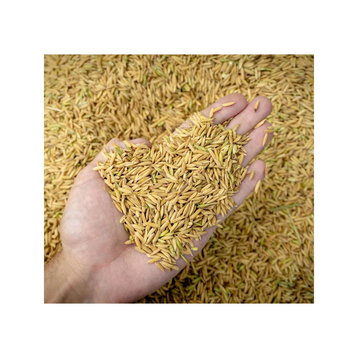 Top Quality Rice bran for animal feed exporting with the most competitive price