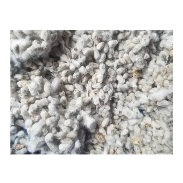 Hot sales price Cotton Seed