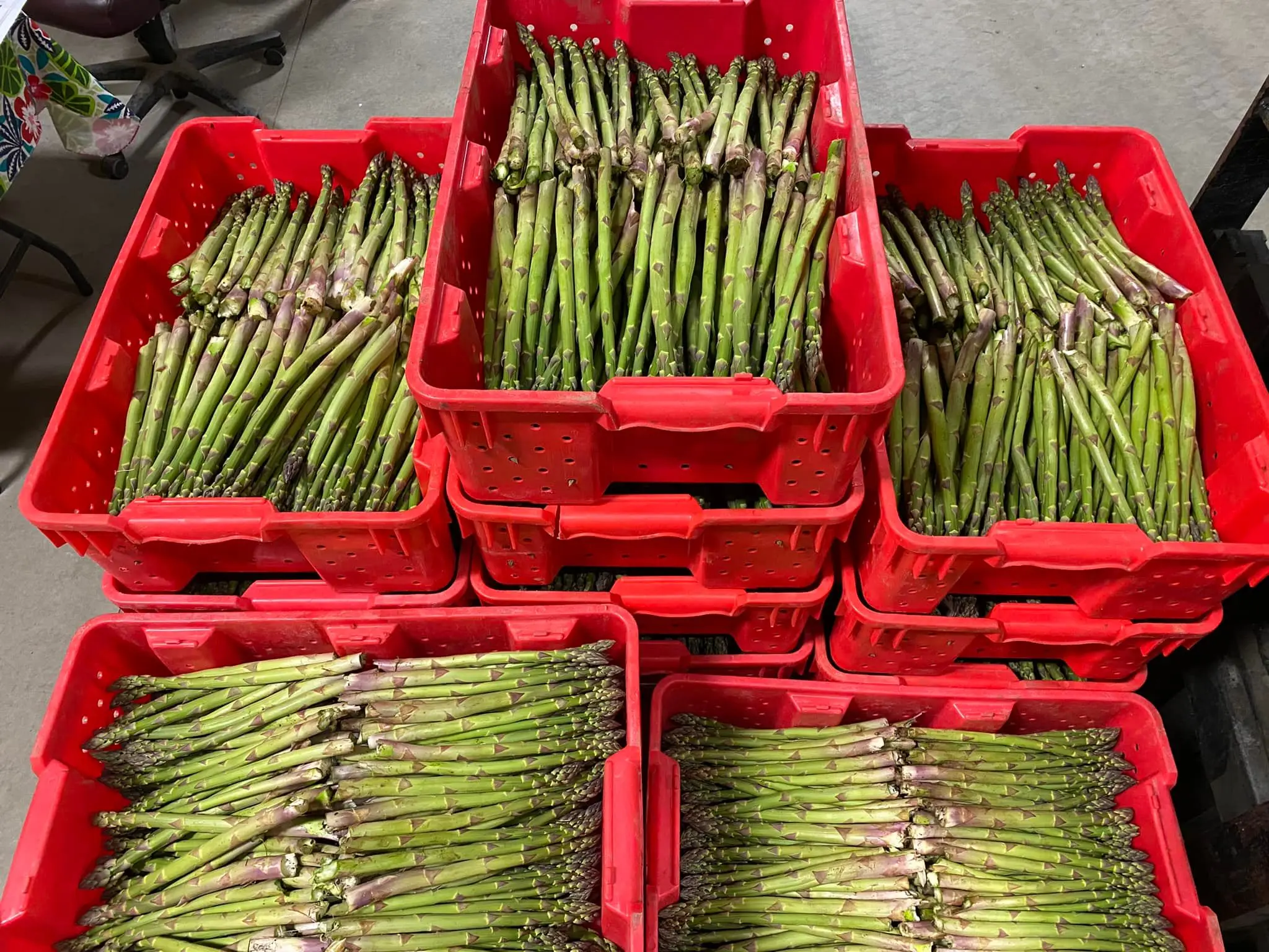 Sinocharm Wholesale Price Fresh Frozen Vegetables New Crop IQF Frozen Green Asparagus with BRC A