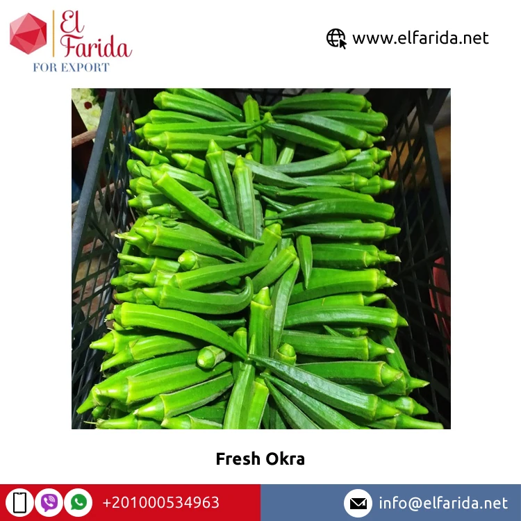 Good Price Fresh Crop Wholesale Natural Product Fresh Vegetables Best Quality Okra Available in Ready Stock