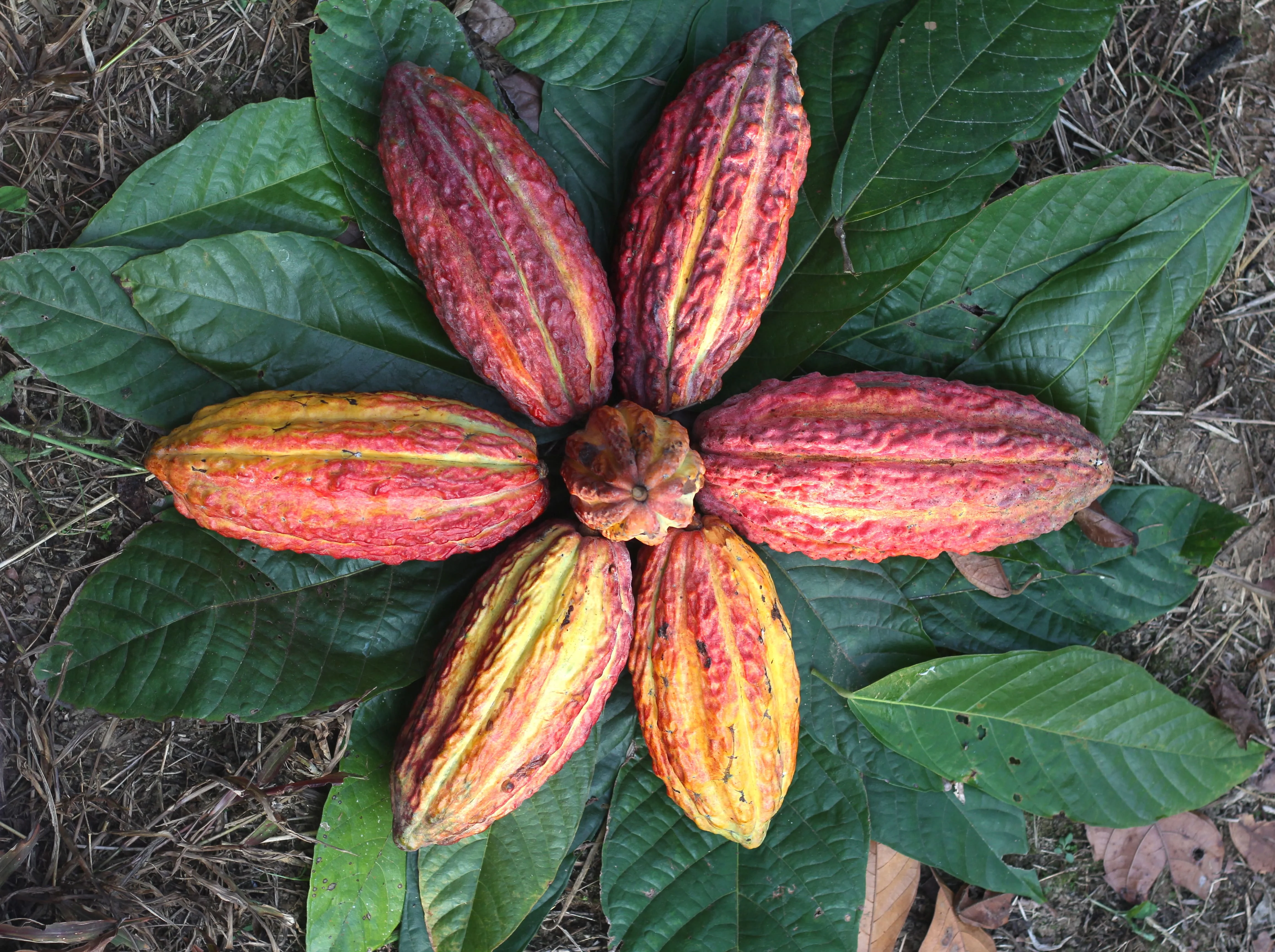 Wholesale Price High Quality 78% Chocolate Couverture Extra Butter For Bakery Pattiserie Made From Ecuador Arriba Nacional Beans