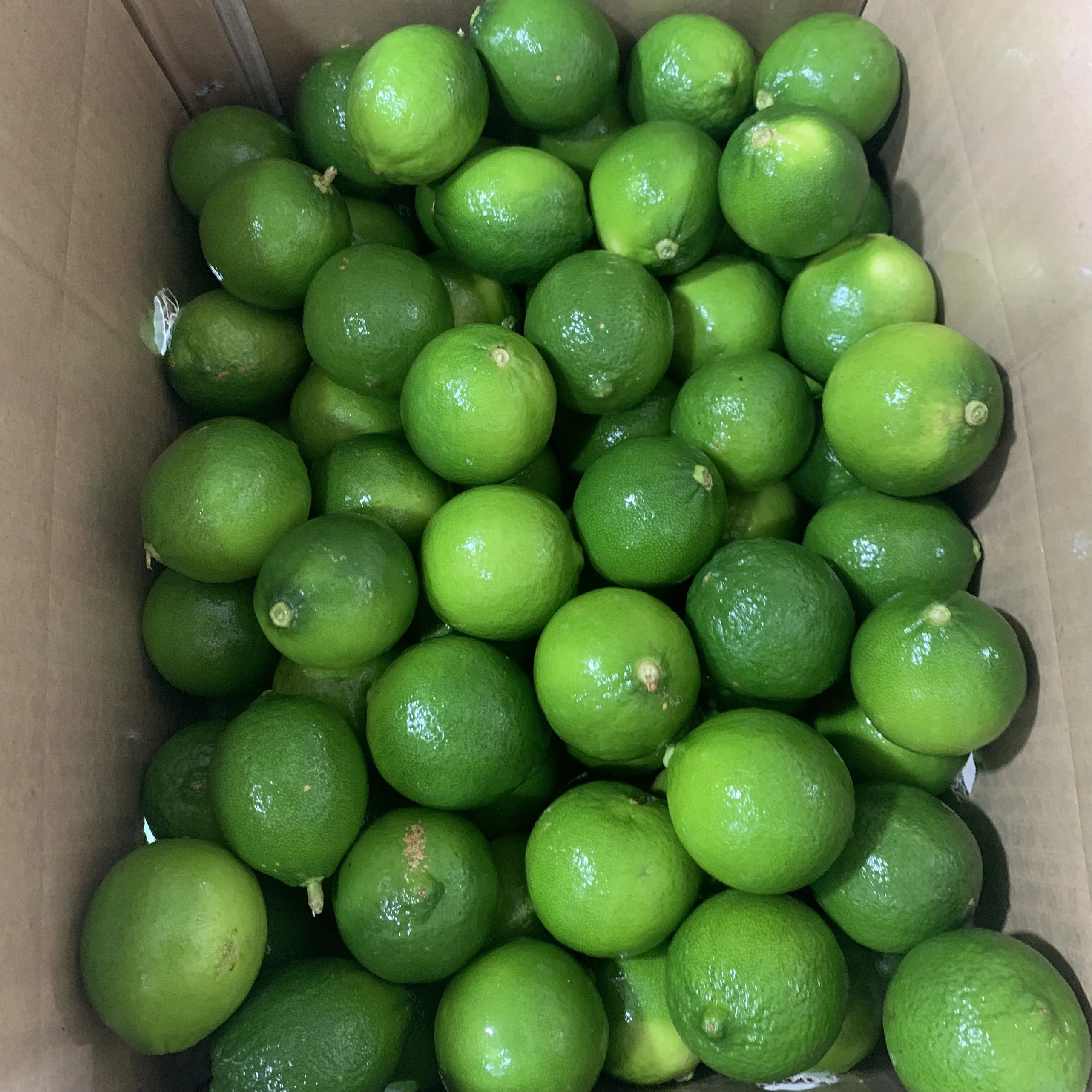 Wholese High Quality New Harvest FRESH SEEDLESS LIME LEMON From Viet Nam