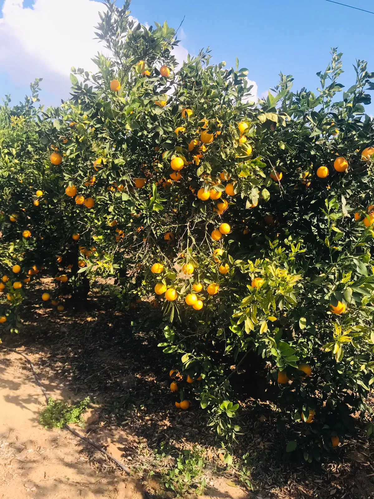 Fresh Abusra oranges from Egypt