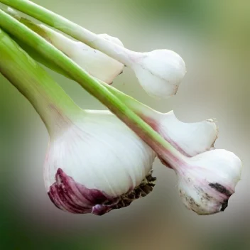 Fresh green fresh garlic new crop 2023 from Egypt