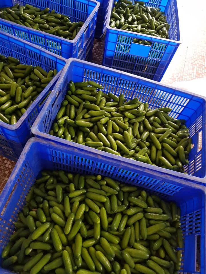 BEST DEAL HIGH QUALITY PICKLED GHERKIN CUCUMBER BEST GRADE RELIABLE SUPPLIER FROM VIETNAM 2024