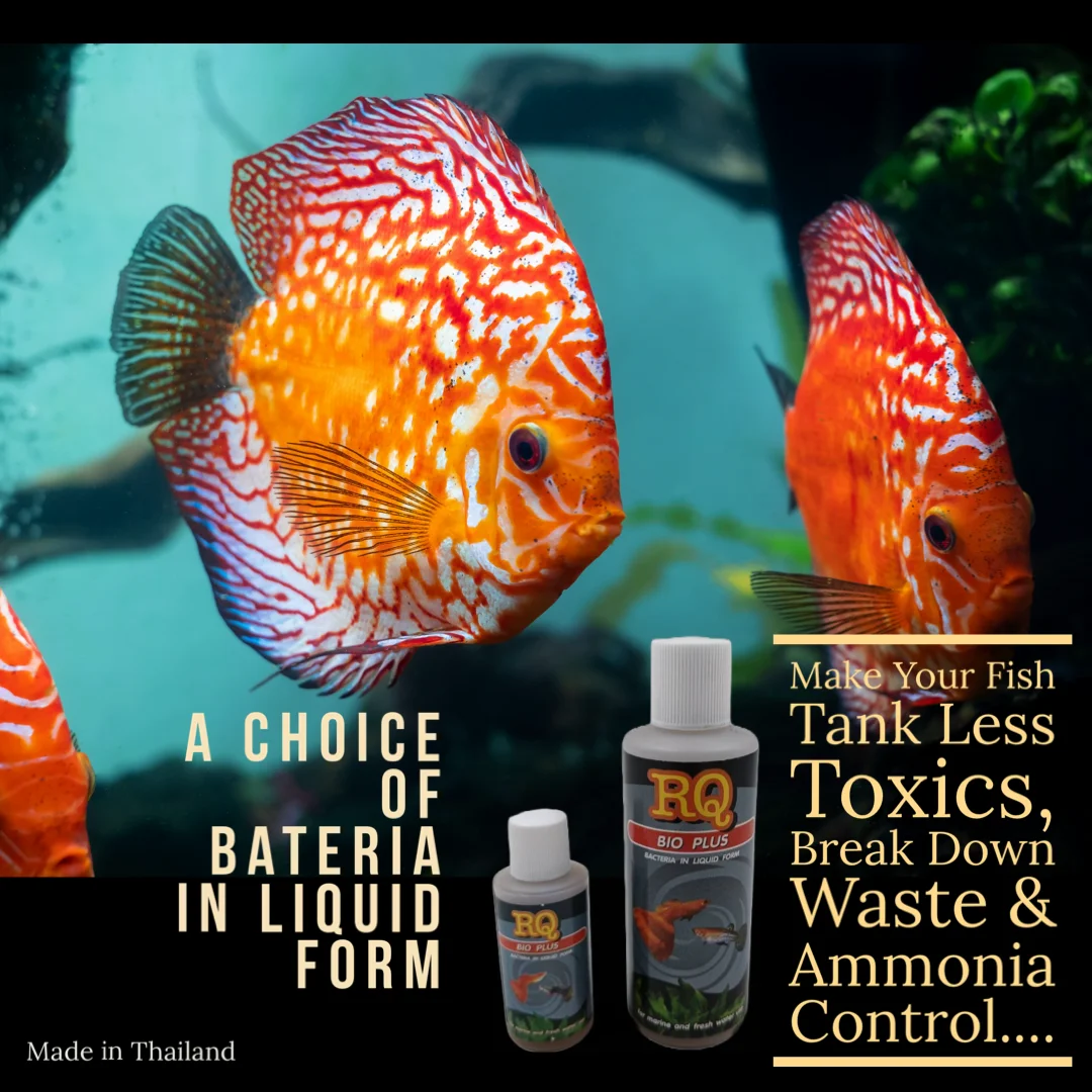 RQ BIO PLUS Bacteria in Liquid Form Volume 500 ml. Qty. 1 Dozen