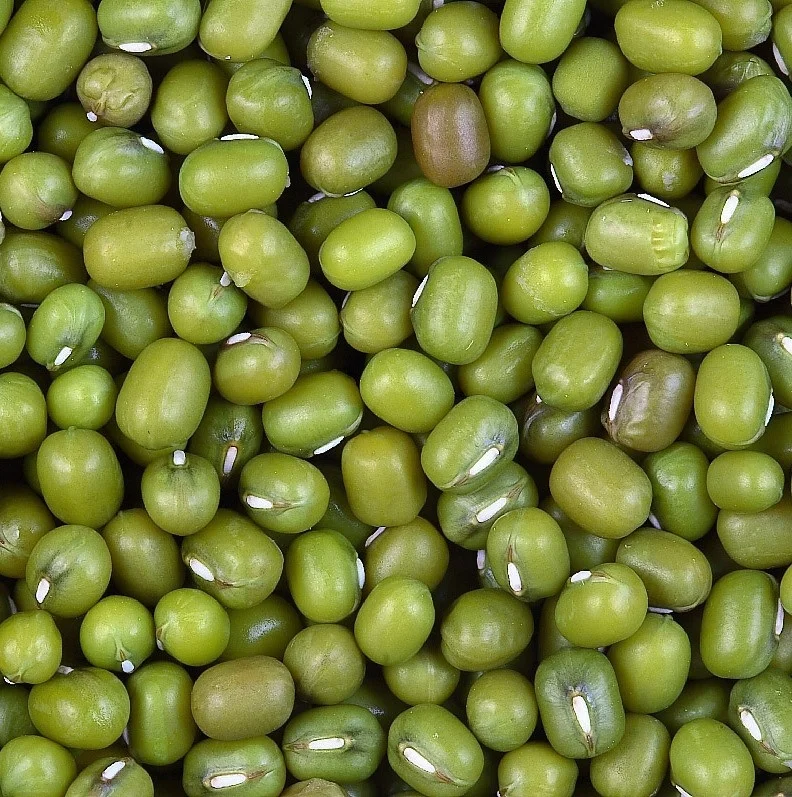 Quality Assurance New Corp Natural Green Moong Dal Wholesale Price Indian Moong Dal Bean / Chana Dal Export