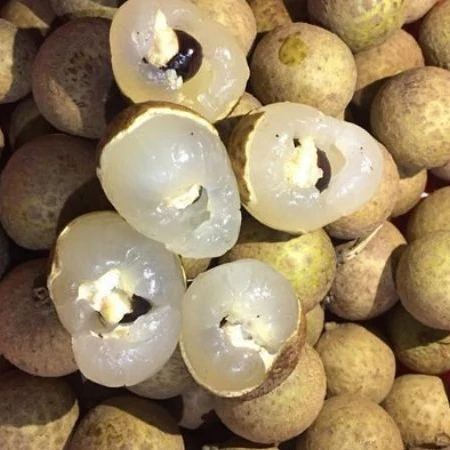 Longan Labels Wholesale Price No Seeds Original Factory