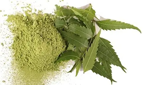 Neem Leaves Powder Azardiractha Indica Huile De Neem Indian Lilac Margosa Tree Margousier Nim Leaf