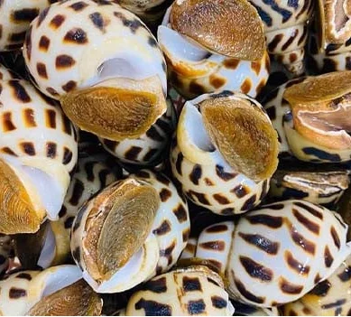 Премиум класс замороженная Сладкая Улитка свежеприготовленный десертный обед в упаковке по разумной цене