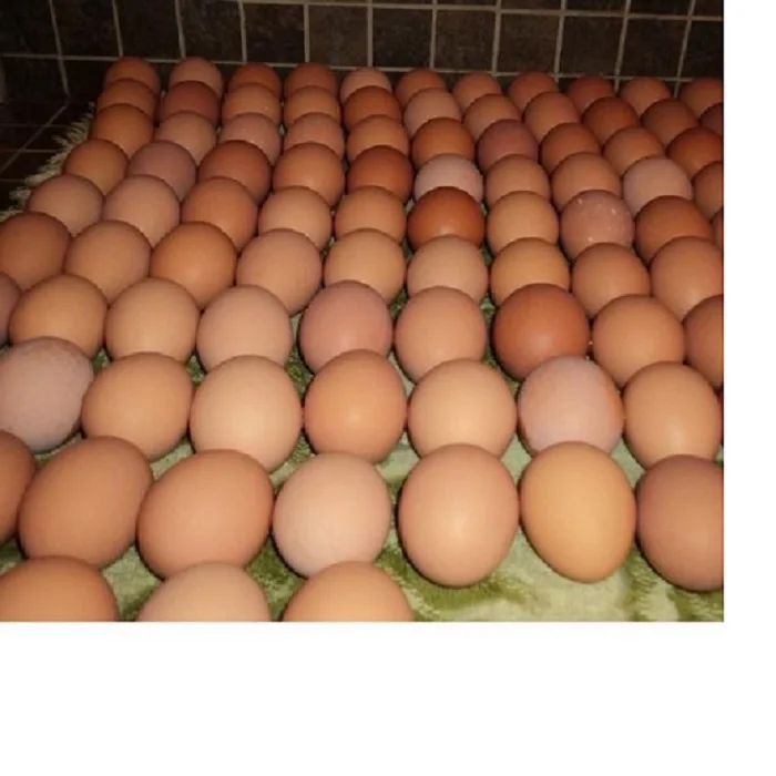 Свежие куриные яйца/круглые настольные яйца для