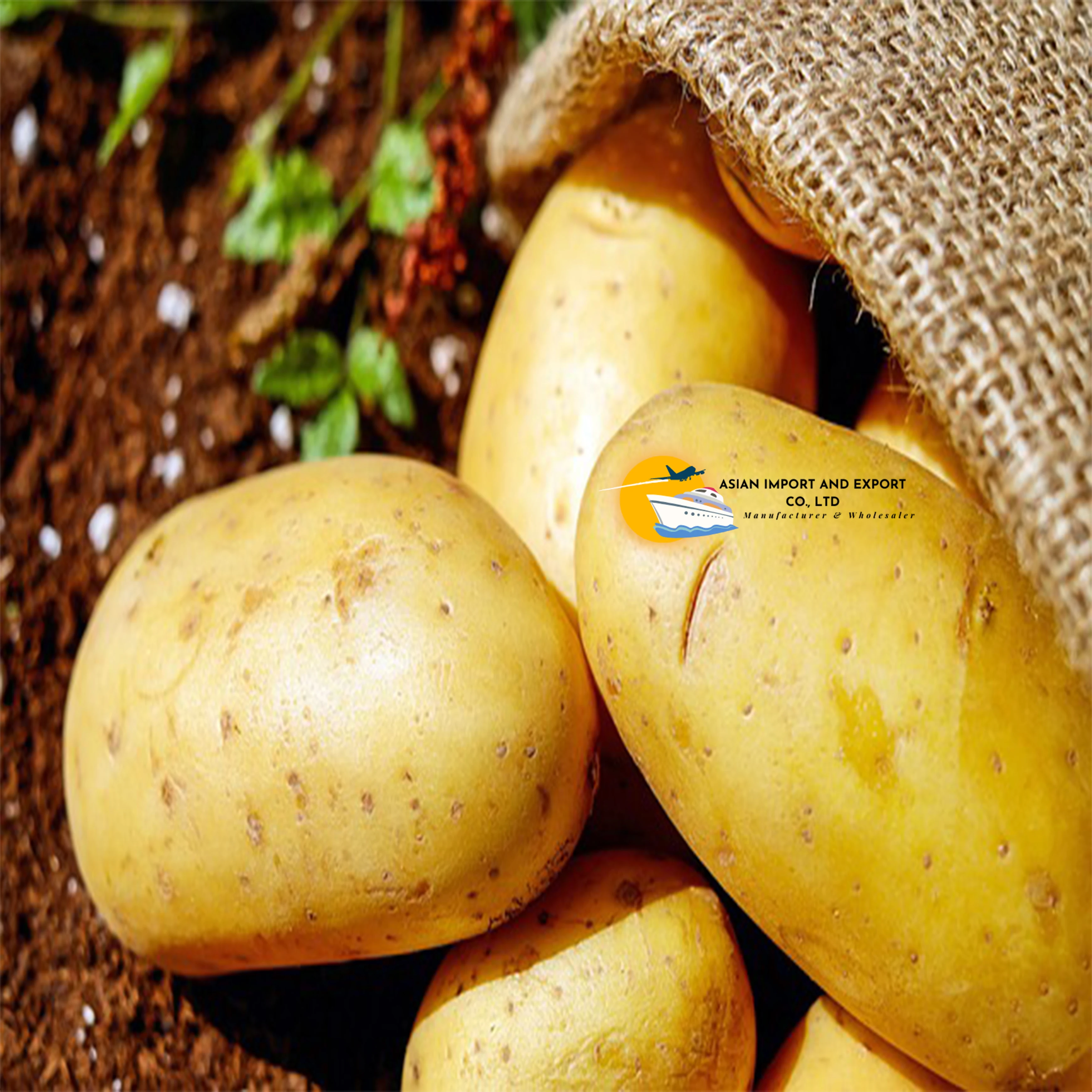 Competitive Price 100% Good and High Quality Organic Fresh Yellow Potatoes Exporter our company