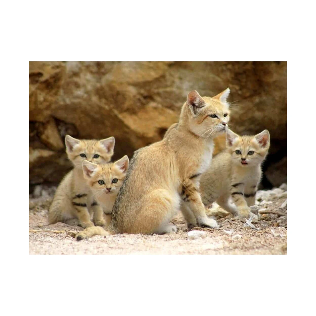 Fast Agglomeration Ball-Shaped Bentonite Cat Litter sand wholesale from China factory