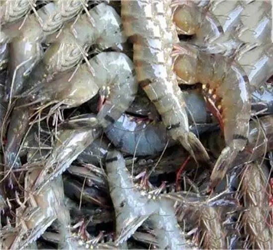 Shrimp Frozen  KOSHER Bulk Style TIME Good Packing Packaging Weight Shelf Headless Origin Latin Type Life Quality BRC