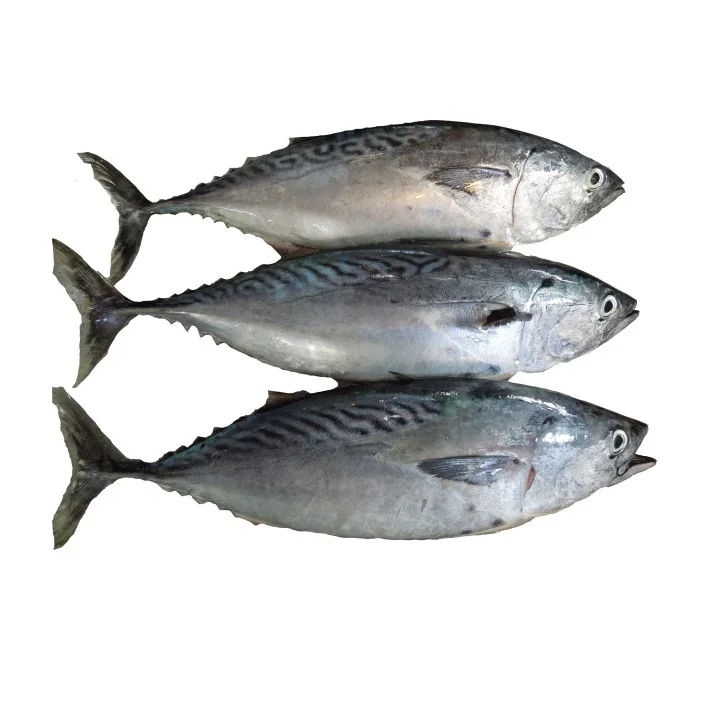 Cheap Price Supplier From Germany IQF belted bonito/striped tuna frozen bonito fish size 1-2kg At Wholesale Price