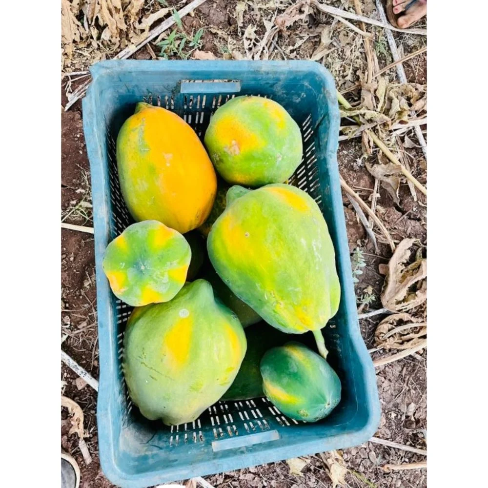 Pawpaw red glory f1 производственная компания Pinkish Red Op Verity