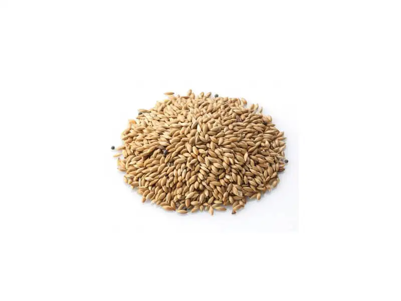 Hot sale Canary Seed for Birds Feed