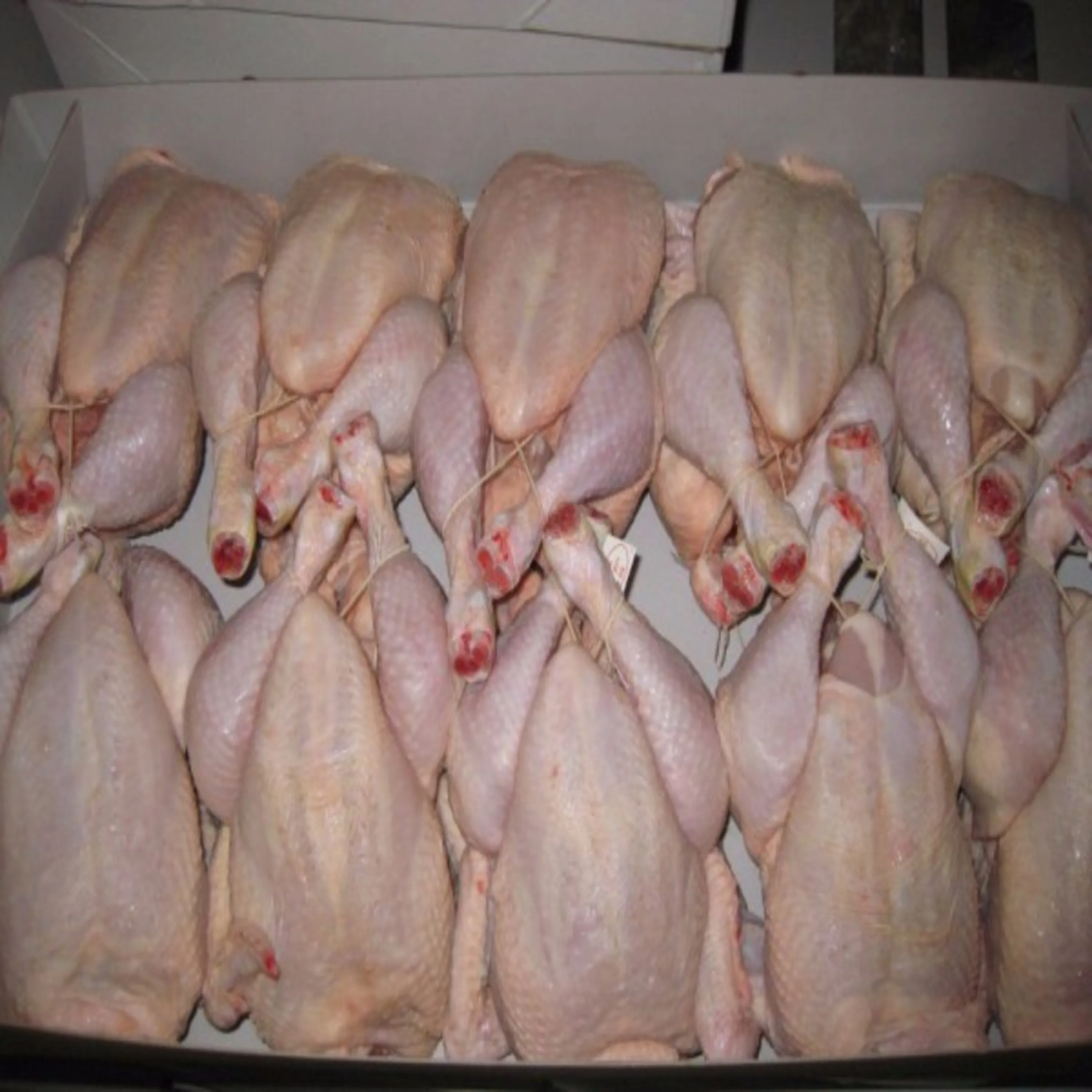 BUY BULK HALAL FROZEN WHOLE CHICKEN