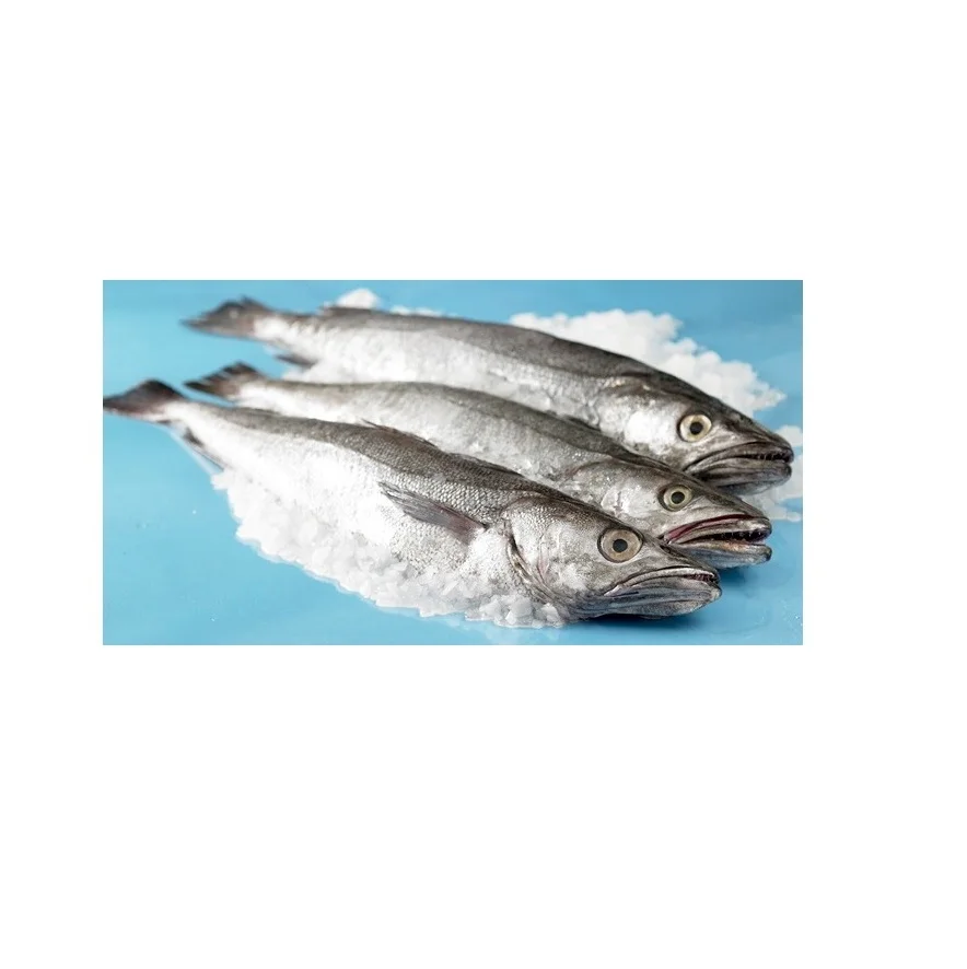 Cheap Price Supplier From Germany Hake whole fish Frozen Hake fish fillet hake At Wholesale Price With Fast Shipping