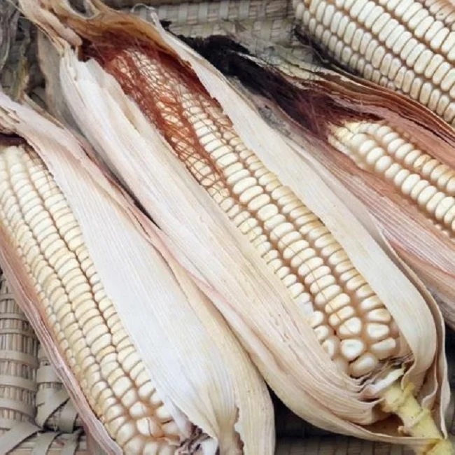 White Corn