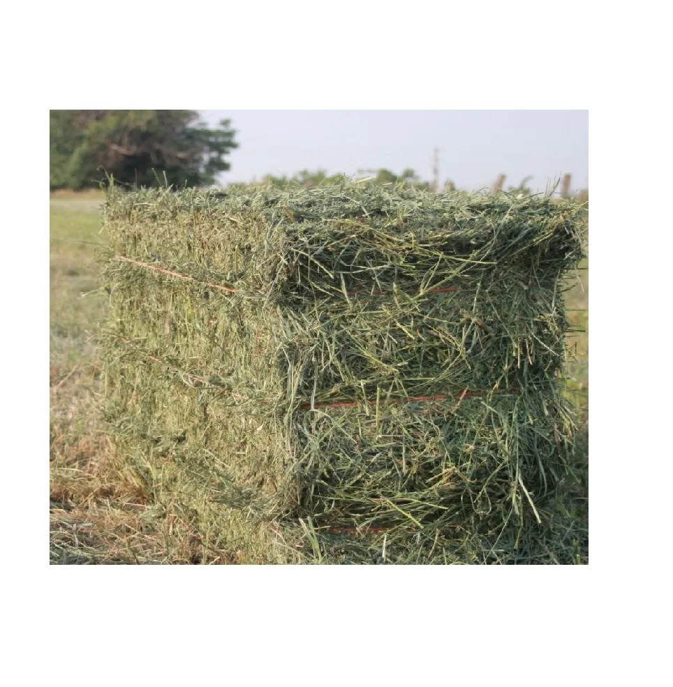 Alfalfa Hay for Animal Feed and Best Fodder for Livestock Animals High Quality Animal Feed
