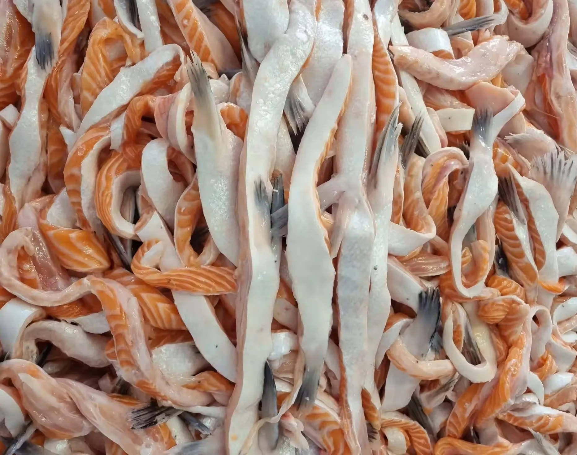 Wholesale Natural Wild-Caught Atlantic Salmon Belly Low-Fat Bulk 20KG Nutritious Frozen Seafood Typical Albacore Tuna Belly