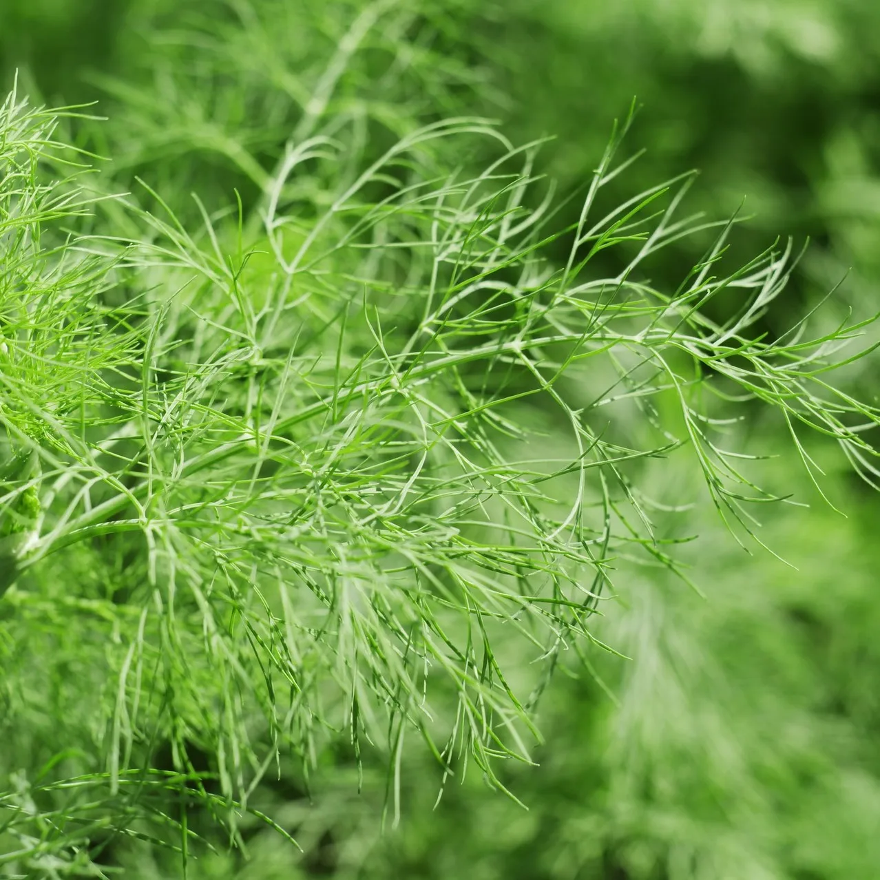 Best Quality Made in Italy Wild Fennel Spread Pesto Sauce For Condiment  jar 170g