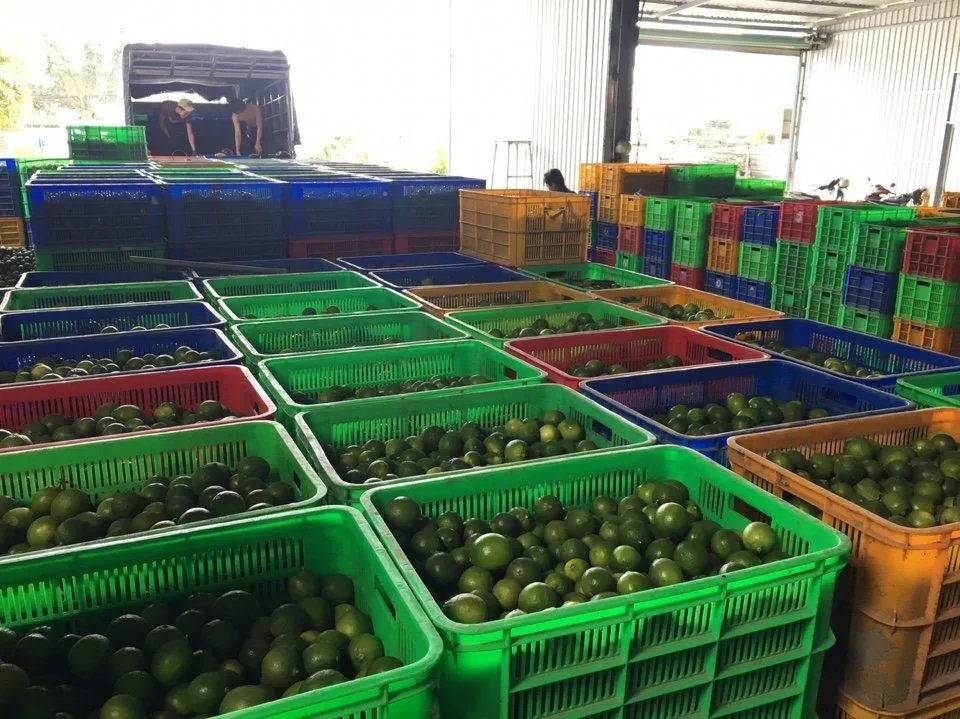 Vietnam fresh seedless lime