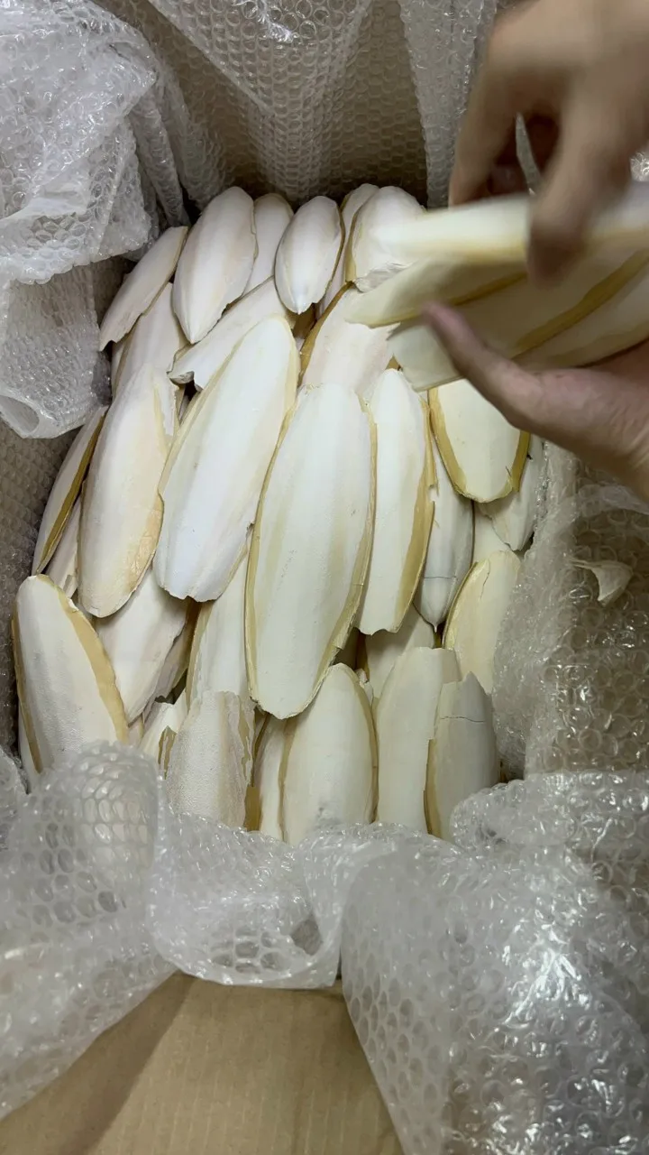 BULK SUPPLY: DRIED CUTTLEFISH BONE FOR PET NUTRITION!