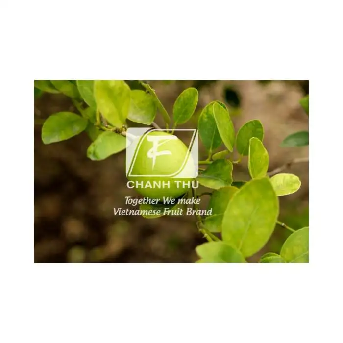 Fresh Pomelo Fruit Vietnam honey pomelo  grapefruit export worldwide - Wholesale for fresh citrus fruit /