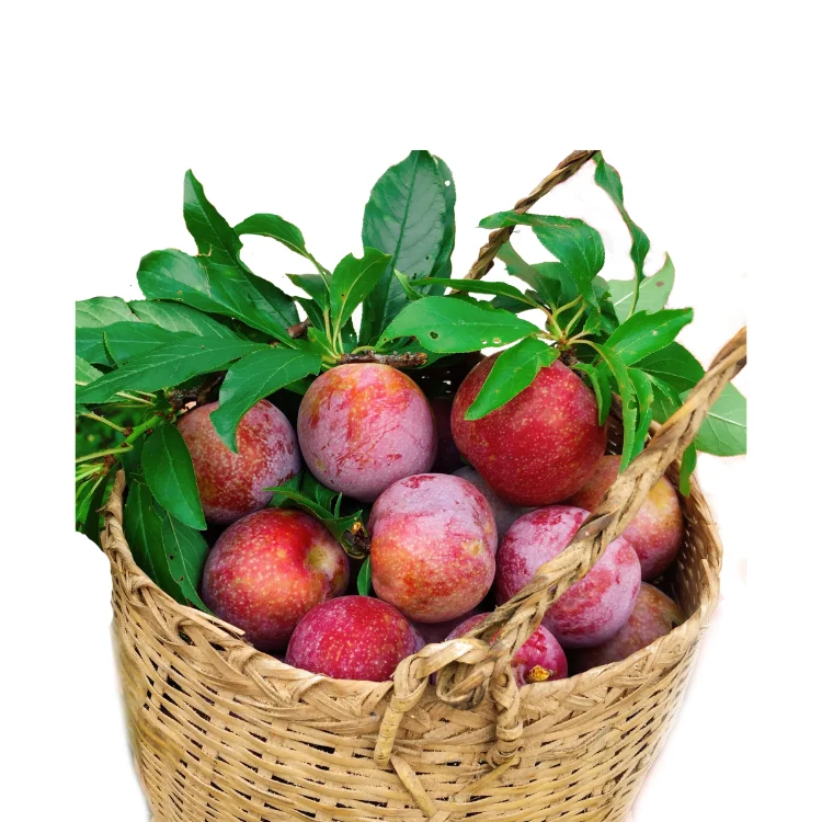 bluish-purple plums High Quality new crop using for many purposes TCVN packing in carton Made in Vietnam Manufacturer