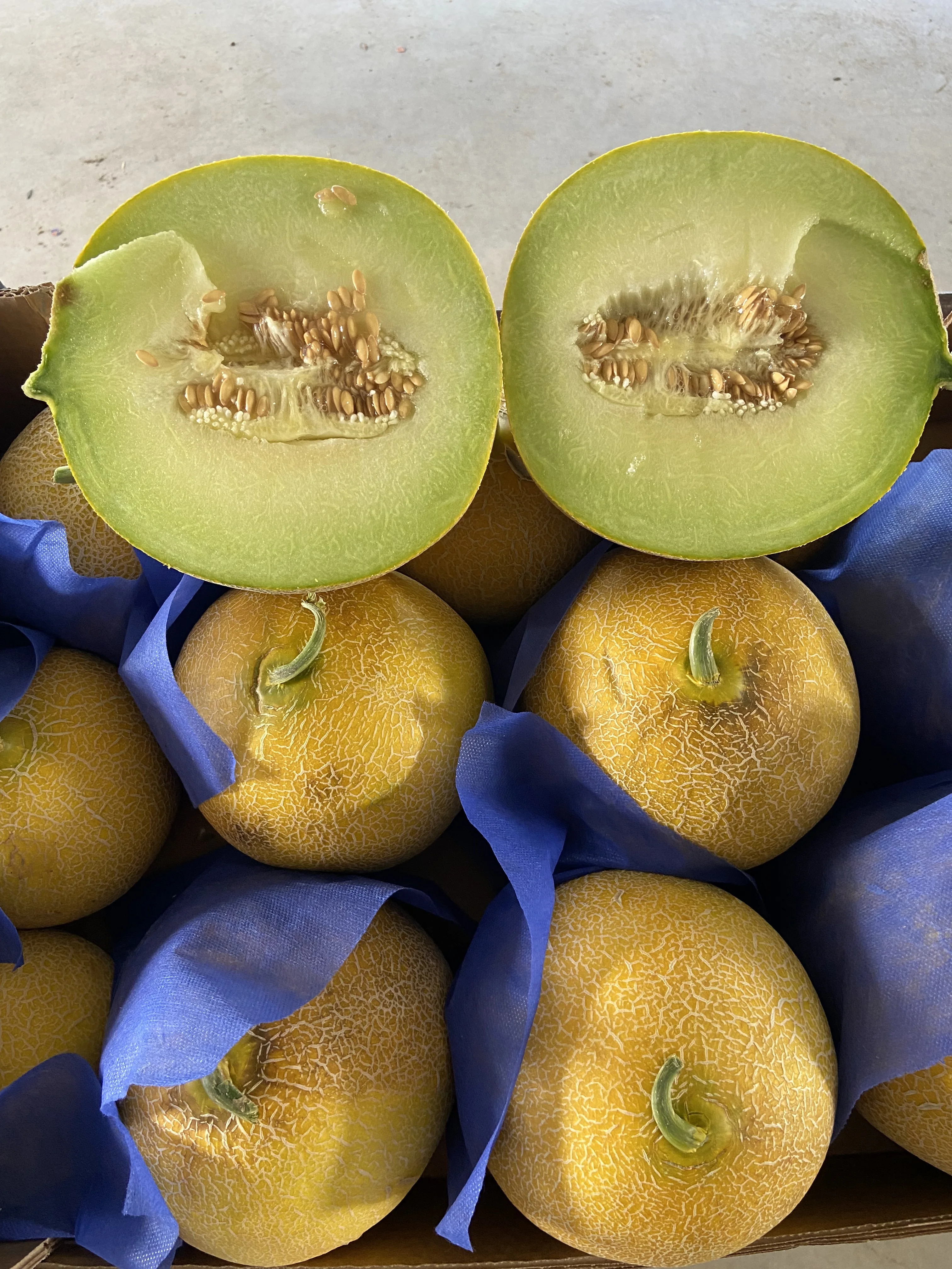 FRESH MELON FROM TURKEY UNIQUE TASTE SWEET MELON