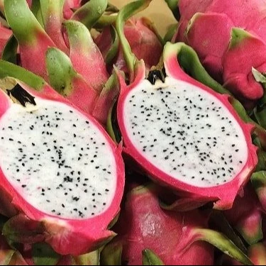 High quality Red dragon fruit tropical fruit from Vietnam red dragon fruit