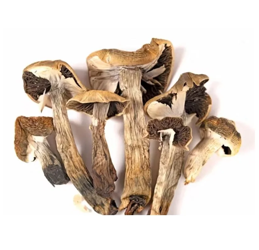 Exporting top quality dried shiitake mushrooms bulk export
