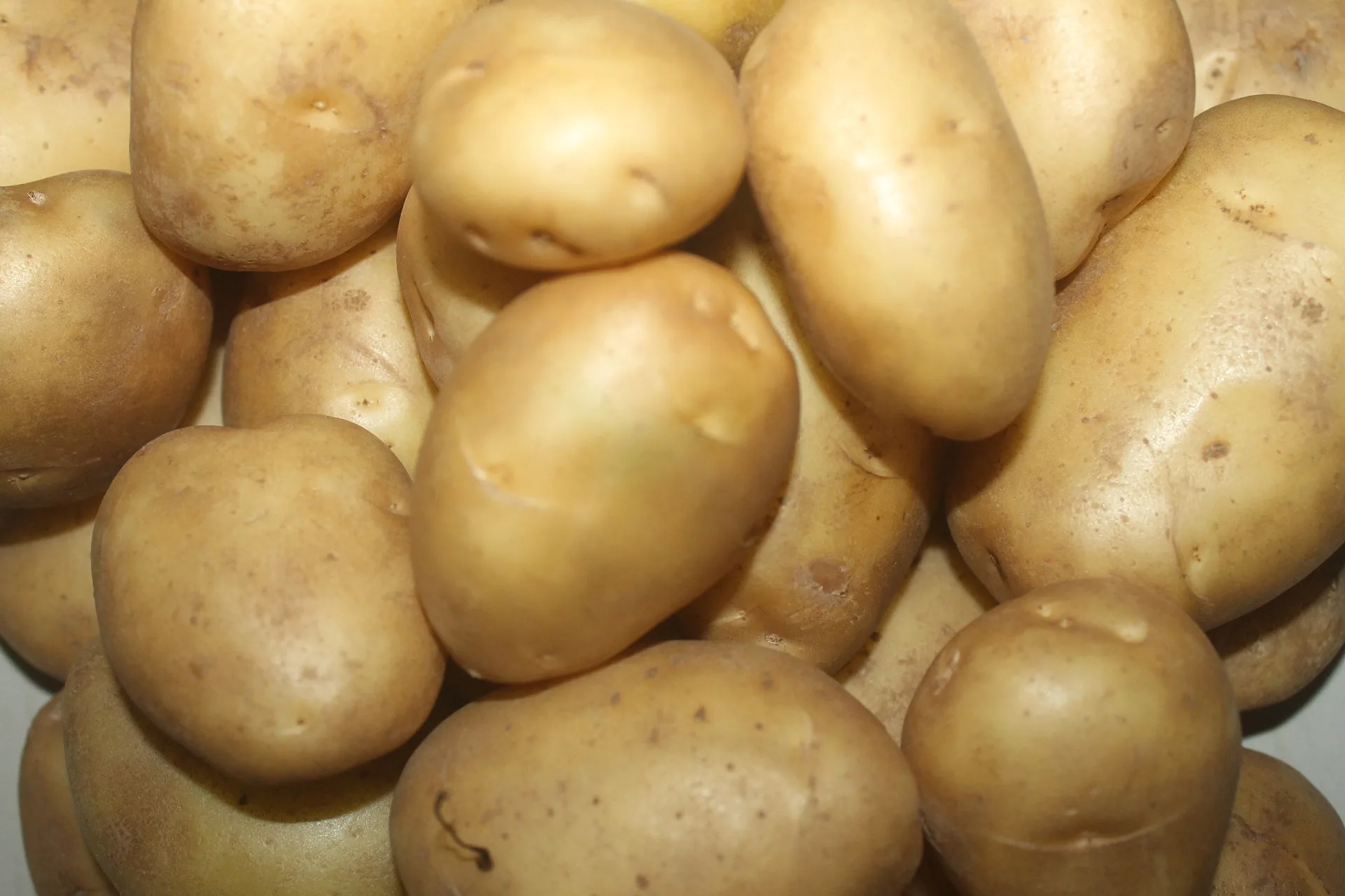 Competitive Price 100% Good and High Quality Organic Fresh Yellow Potatoes Exporter our company