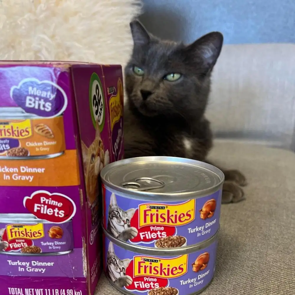 Healthy Wet Cat Food Brands 5.5 Oz Cans For Sale/ Buy Wet Cat Food In Bulk EU Variety Flavors / Cat Food Pouch