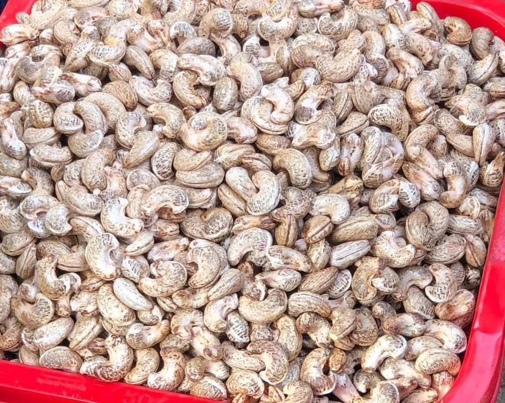 Roasted Cashew Nut W180 With Shell Professional Team Export Food High Protein Customized Packaging From Vietnam Trading