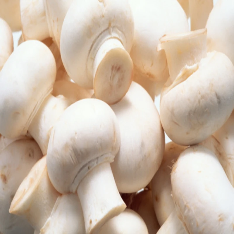 Оптовая продажа сушеных грибов shiitake 1 кг 4 см цены на рестораны