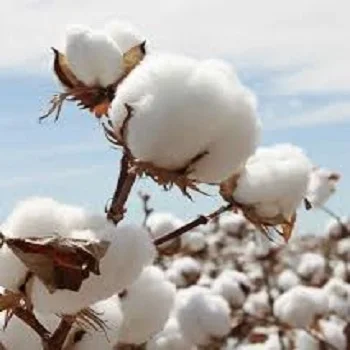 100% Organic Raw Cotton with good price from Tanzania Origin