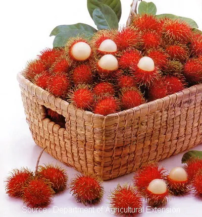 BEST SELLER TROPICAL FRUIT 2022 - WHOLE FRESH RAMBUTAN VIET NAM COMPETITIVE PRICE FLAVOR SWEET NATURAL // MS.DAISY