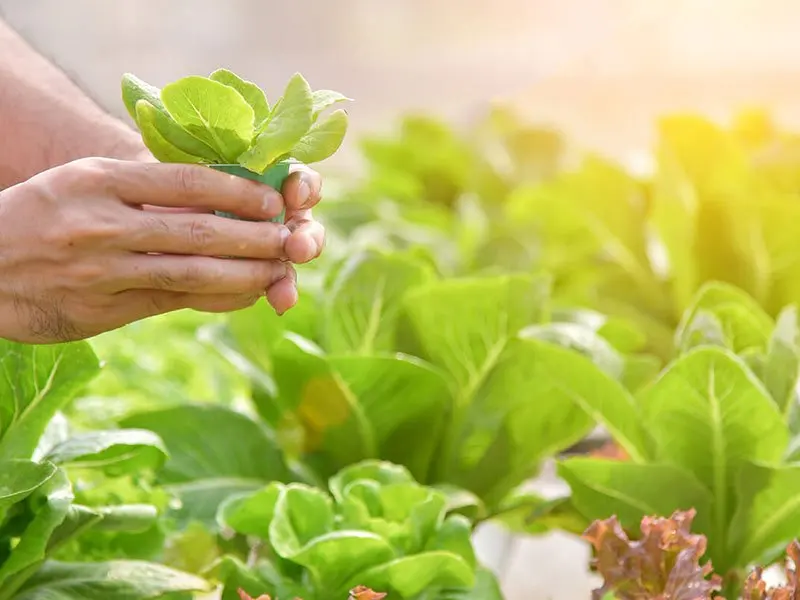Идеальный выбор для гидропоники, сельское хозяйство, индонезийское агрокрыло, сад и ферма, спасение и безопасное изменение жизни фермеров, мы стали лучше