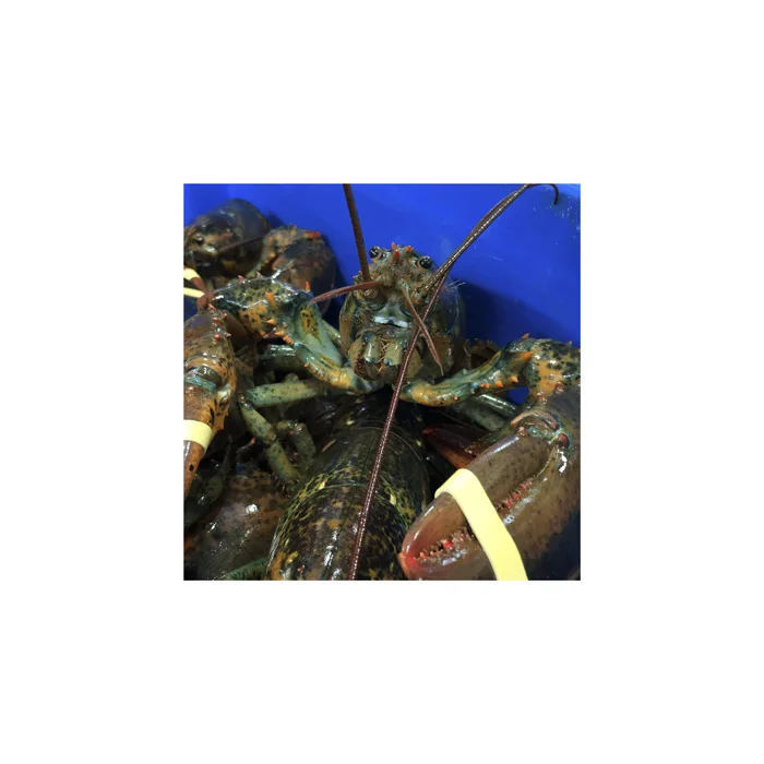 WHOLE FROZEN LOBSTER / FROZEN LOBSTER TAIL / FRESH LIVE LOBSTER SUPPLIERS