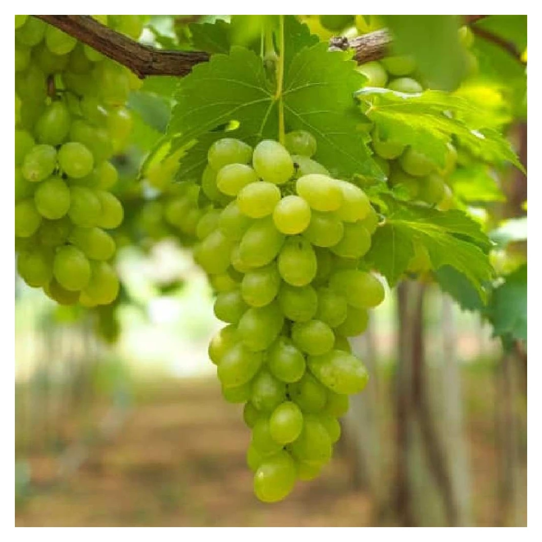 Best Price Fresh Grapes Bulk Fresh Red Crimson Seedless Fresh Grapes Grapes  Bunches Favor Fruit Decor