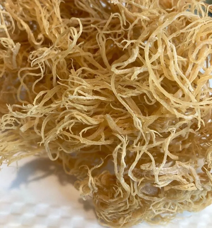 Good price, high quality - Perfect choice - Irish moss - sea moss - Producing Carrageenan- the ocean from Vietnam / Ms Hana