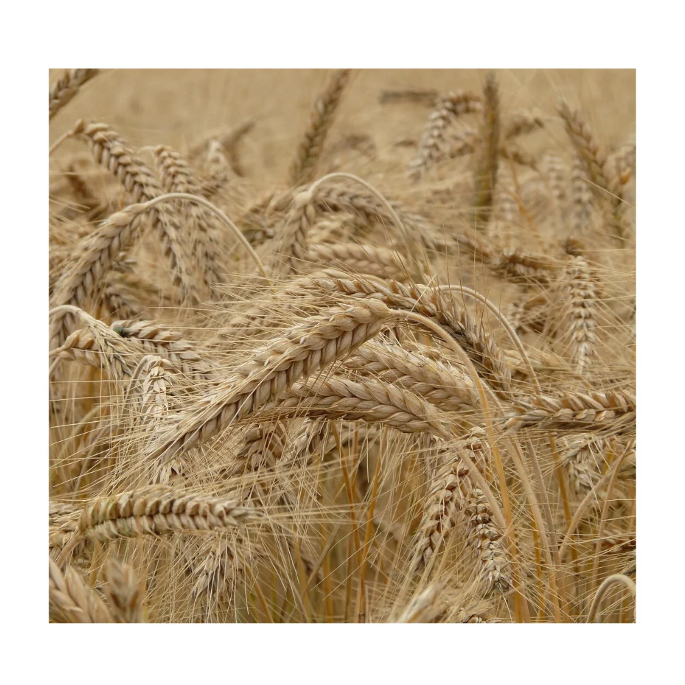 rye flakes bran high grade,Winter Rye for sale widely selling organic natural rye grain available for sale