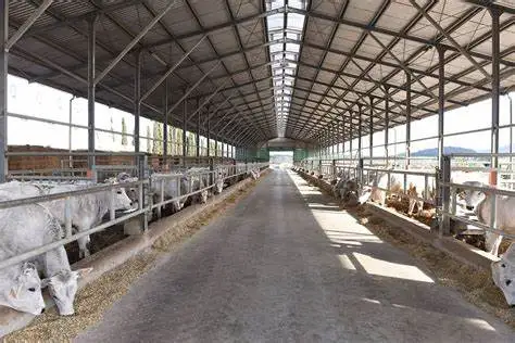 Livestock shelter dairy farm shed Prefabricated Sheep Goat Farming Sheds Design Goat House Farm Sheds for live cattle