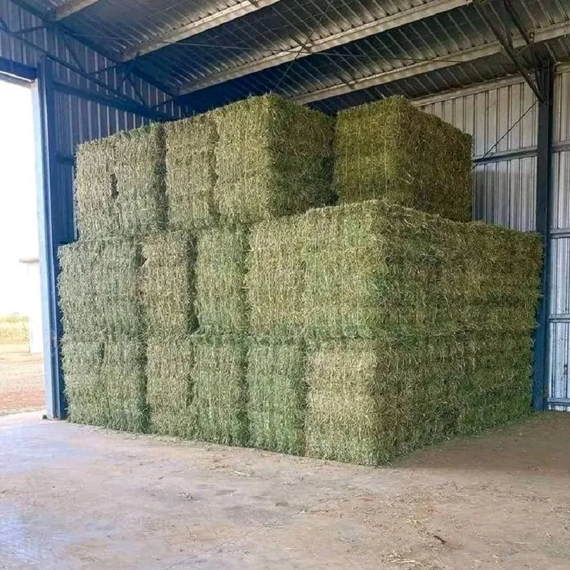 Buy High-Quality Alfalfa and Timothy Hay - Affordable Prices and Fast Shipping for Bulk Animal Feed Needs